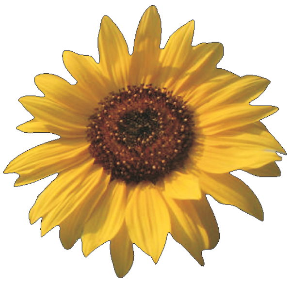 Aufkleber - Sonnenblume