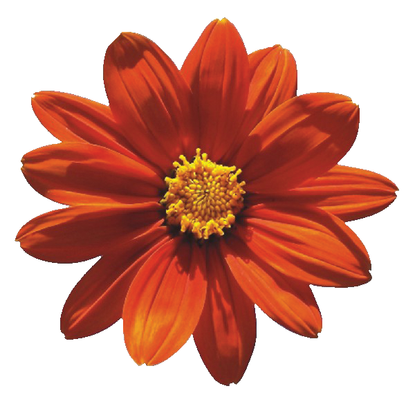 Aufkleber - mexikanische Sonnenblume
