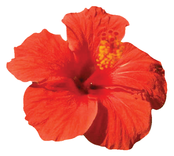 Aufkleber - Hibiscus